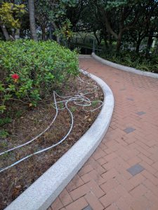 I thought I saw the aforementioned snake!