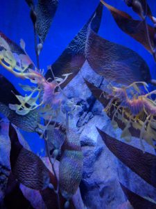 I’ve never seen a sea fdragon before!