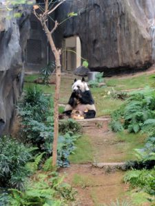 Just munching on some Bamboo, you?